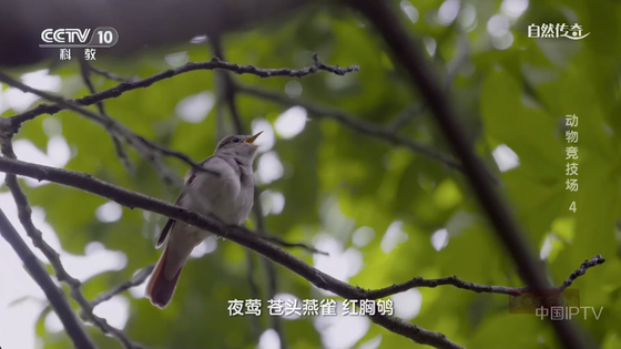 电视家重生版下载-电视家重生版最新版本下载 Hero图